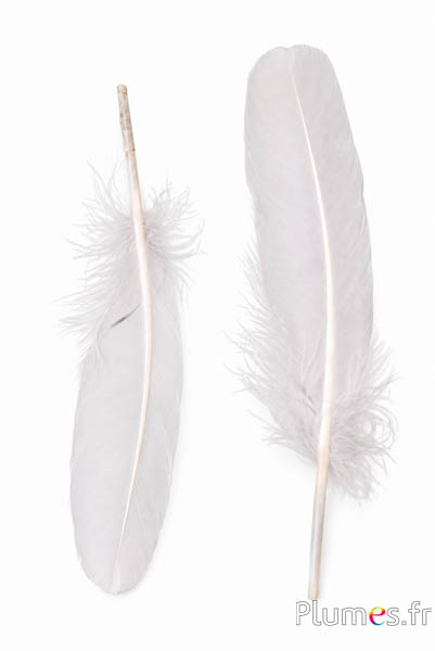 Gans - 15-21 cm, links und rechts - weiss